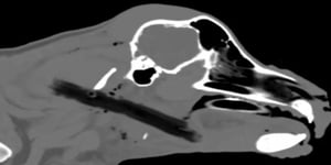 Animal Trust Vets invests £400,000 in CT scanners