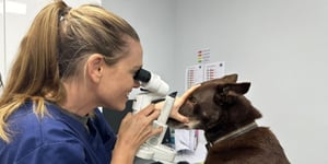 The Pet Vet partners with Optivet