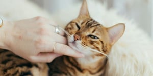 VetThing expands with new practices