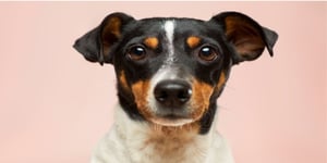 Pets at Home reports 2026 results